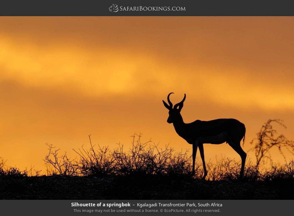 Silhouette of a springbok in Kgalagadi Transfrontier Park, South Africa