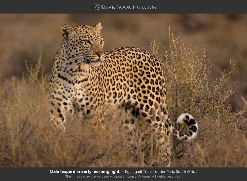 Male leopard in early morning light in Kgalagadi Transfrontier Park, South Africa