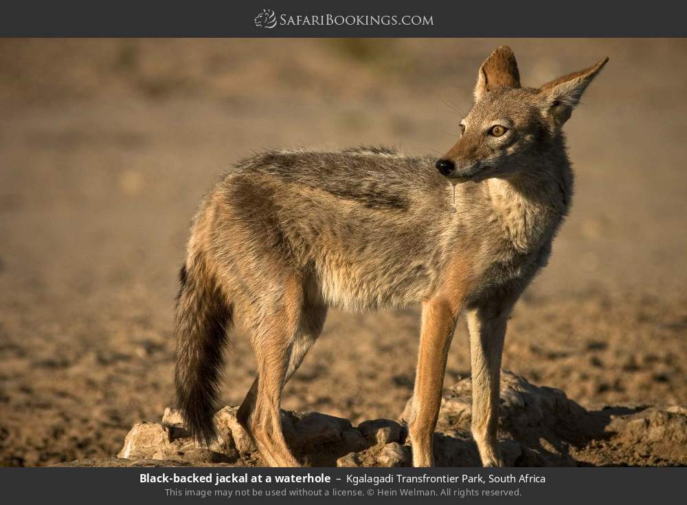 Black-backed jackal at a waterhole in Kgalagadi Transfrontier Park, South Africa