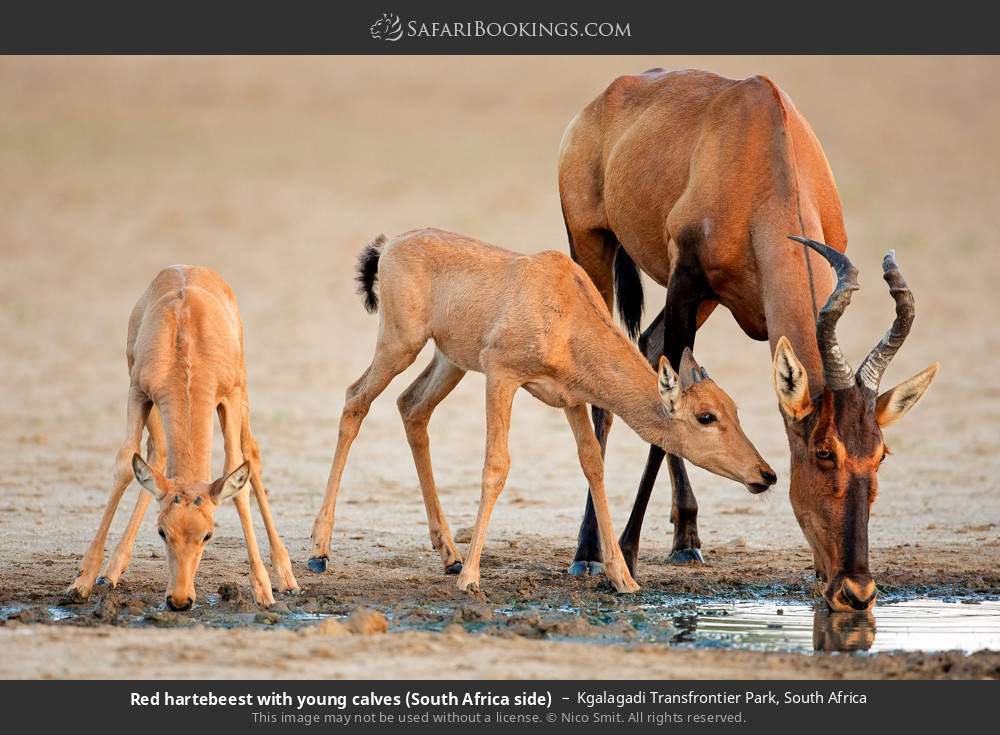 Red hartebeest with young calves in Kgalagadi Transfrontier Park, South Africa