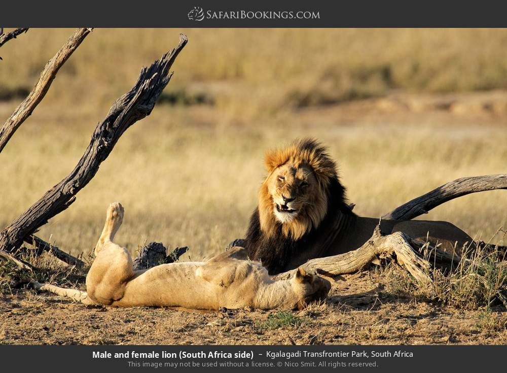 Lion and lioness in Kgalagadi Transfrontier Park, South Africa