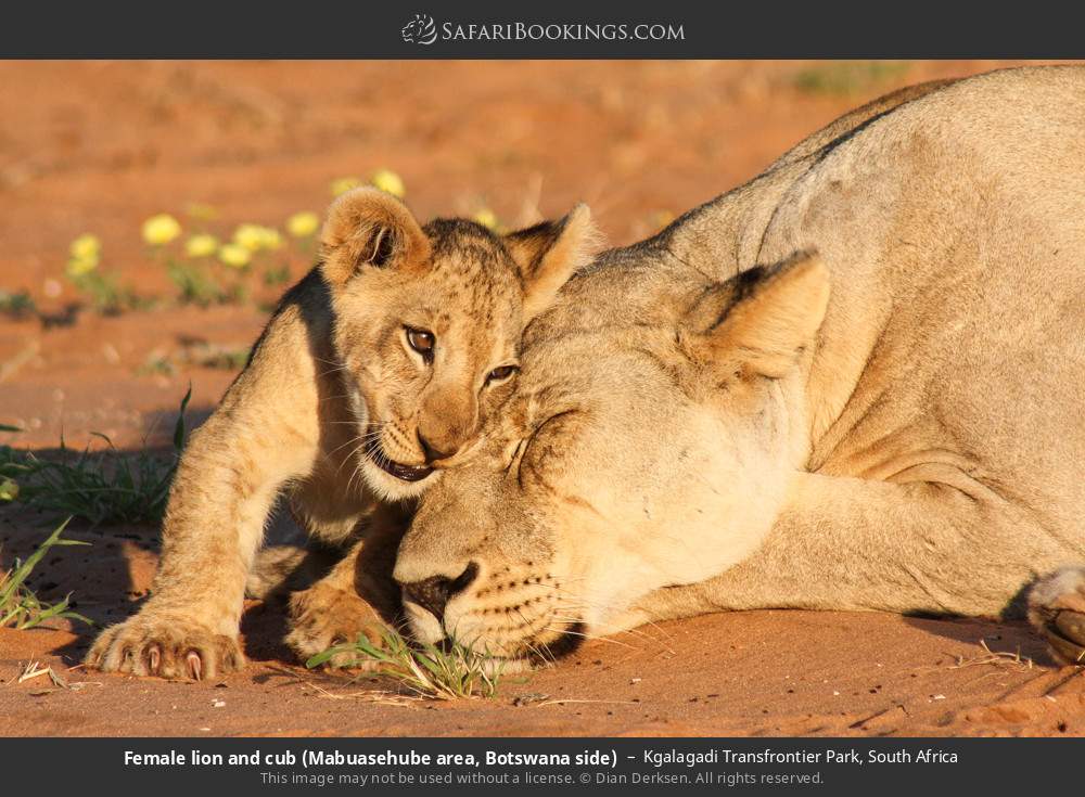 Lioness and cub in Kgalagadi Transfrontier Park, South Africa
