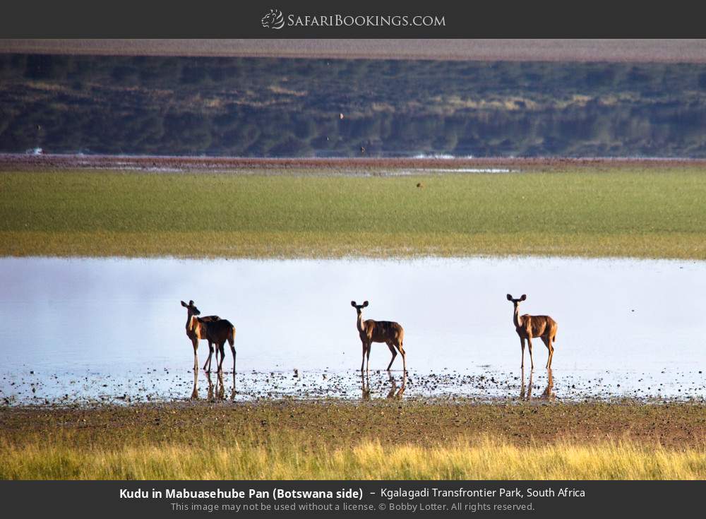 Kudus in Mabuasehube Pan in Kgalagadi Transfrontier Park, South Africa