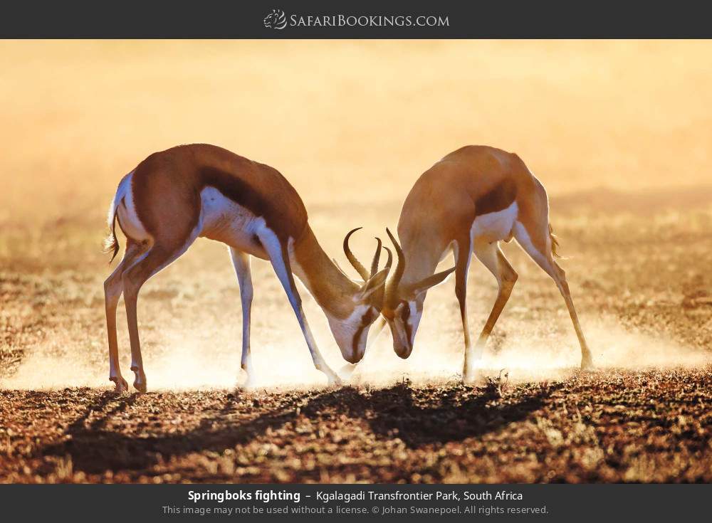 Springboks fighting in Kgalagadi Transfrontier Park, South Africa