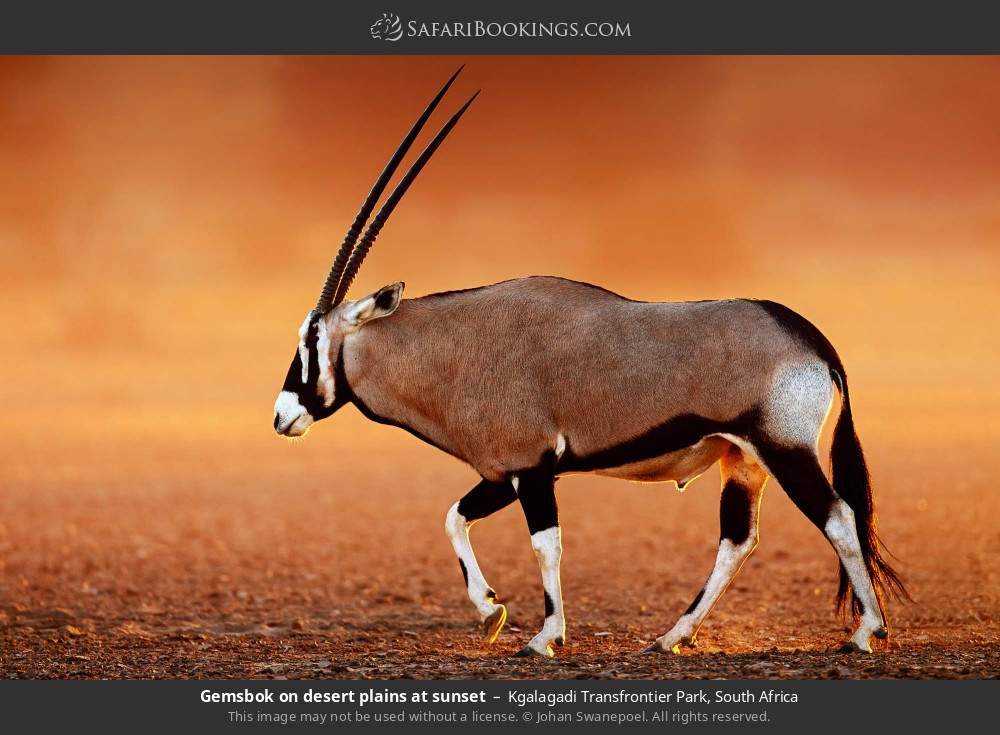 Gemsbok on desert plains at sunset in Kgalagadi Transfrontier Park, South Africa