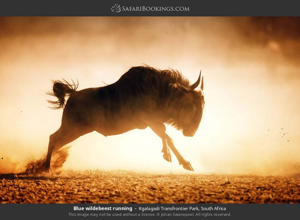 Blue wildebeest running in Kgalagadi Transfrontier Park, South Africa