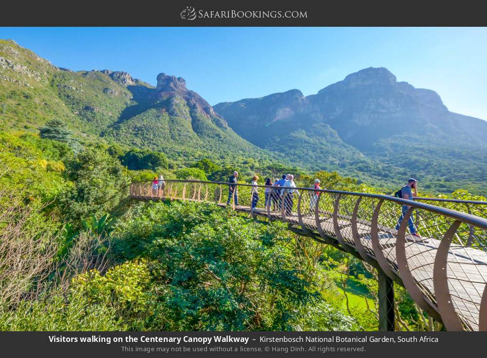 The Centenary Canopy Walkway in Kirstenbosch in Kirstenbosch National Botanical Garden, South Africa