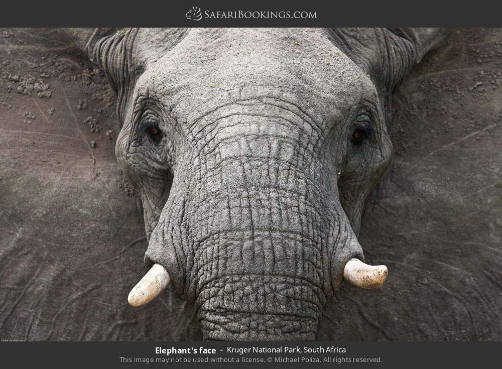Elephant's face in Kruger National Park, South Africa