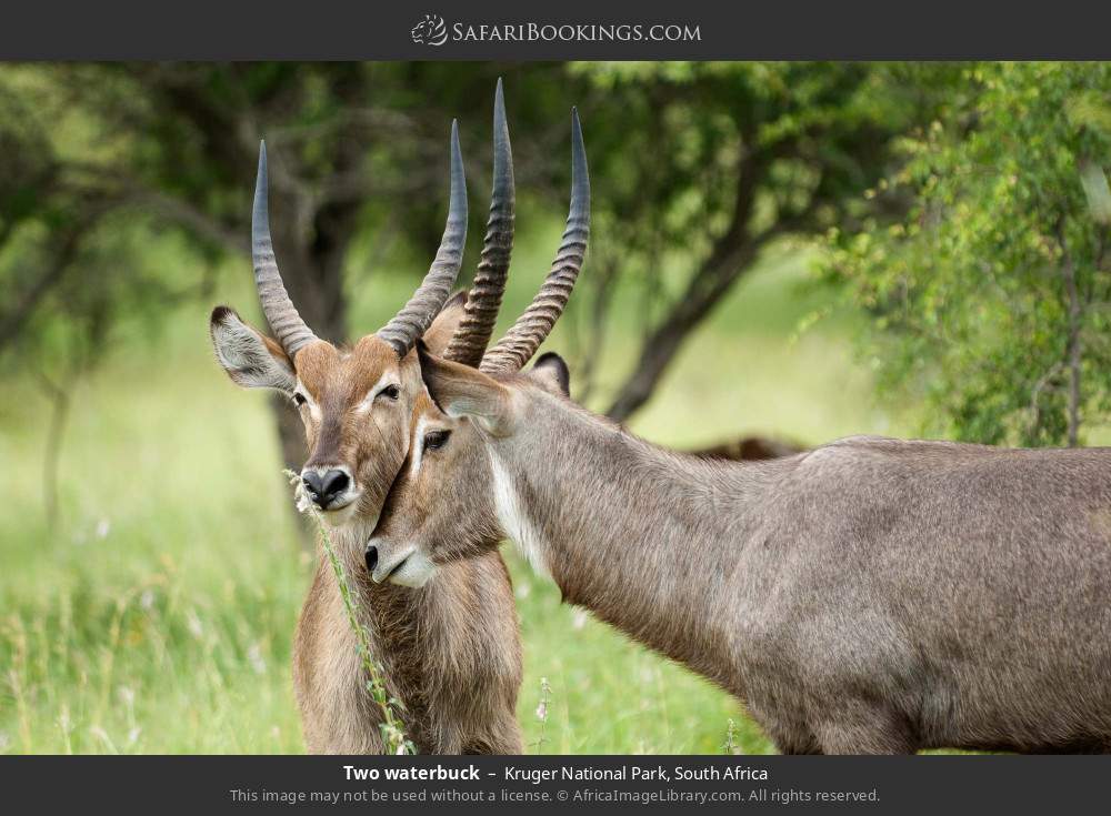Two waterbuck in Kruger National Park, South Africa