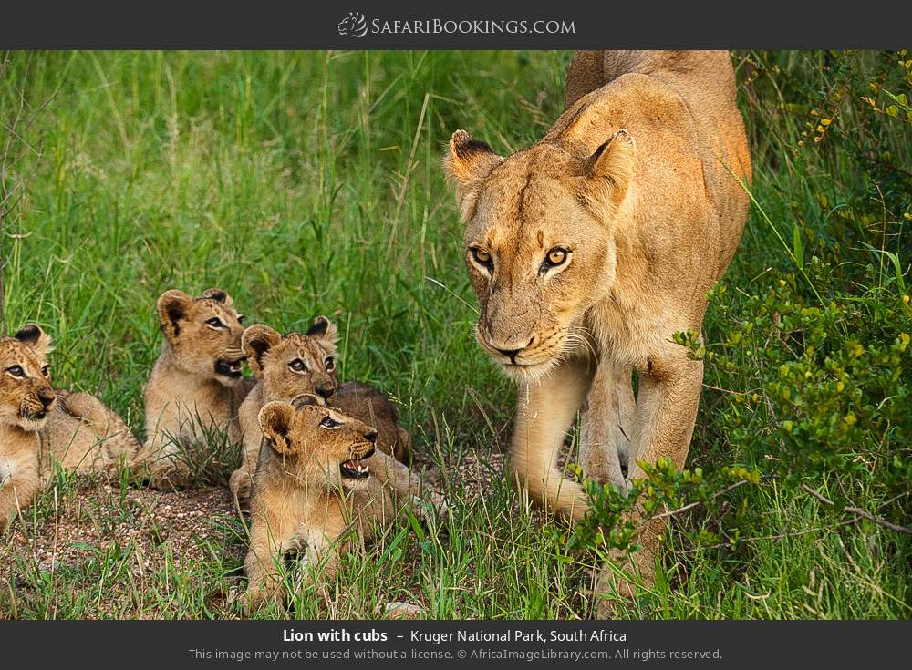 Lion with cubs in Kruger National Park, South Africa