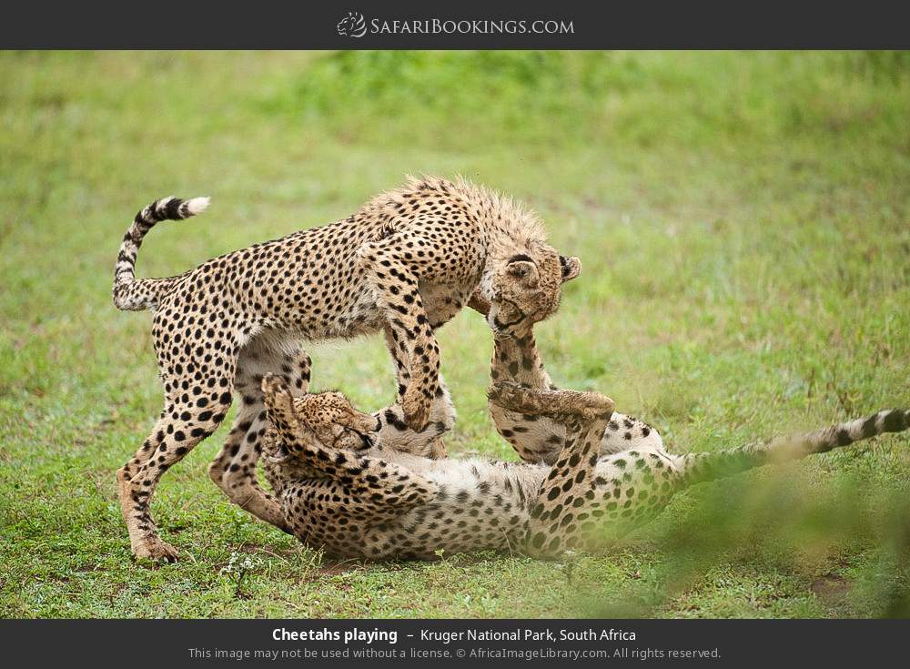 Cheetahs playing in Kruger National Park, South Africa