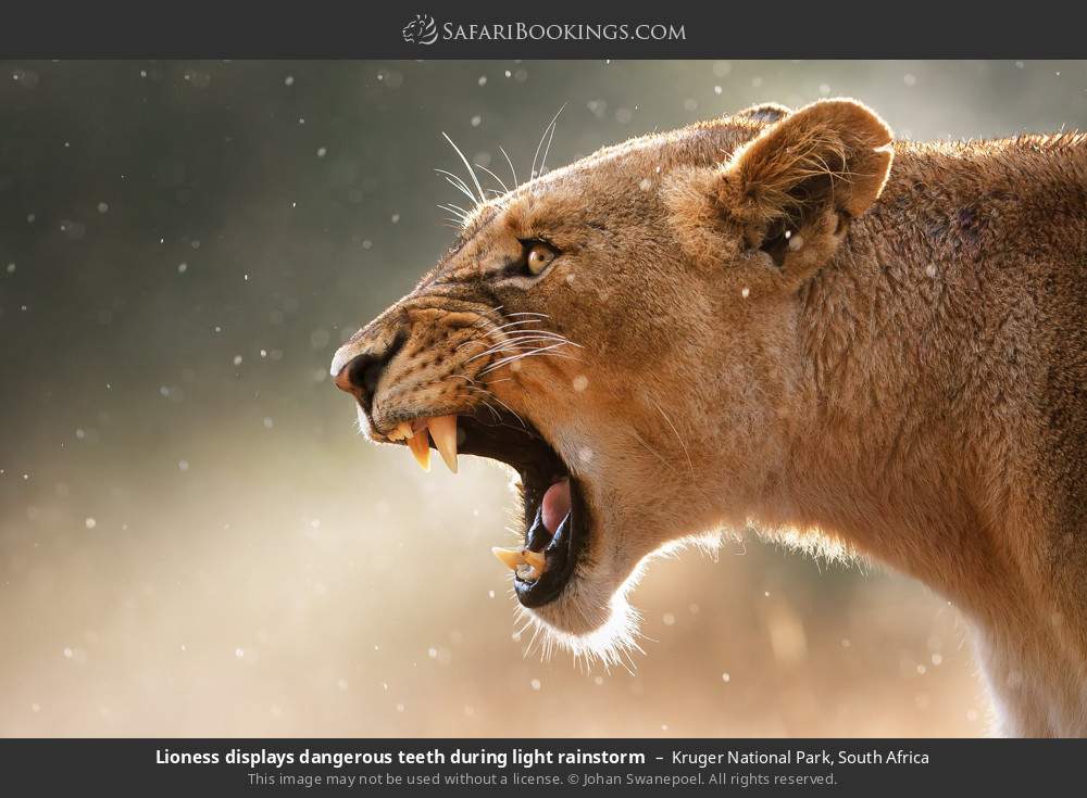 Lioness baring her teeth during a light rainstorm in Kruger National Park, South Africa