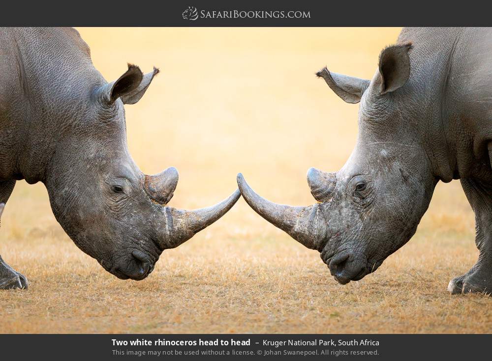 Two white rhinos head to head in Kruger National Park, South Africa
