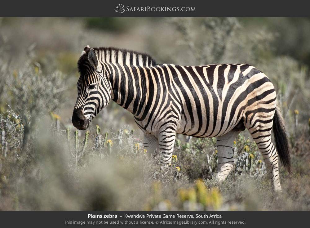 Plains zebra in Kwandwe Private Game Reserve, South Africa