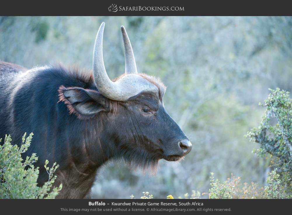 Buffalo in Kwandwe Private Game Reserve, South Africa