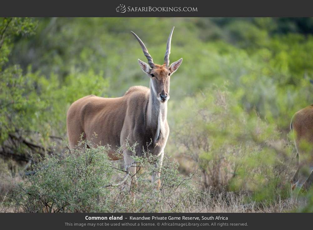Common eland in Kwandwe Private Game Reserve, South Africa