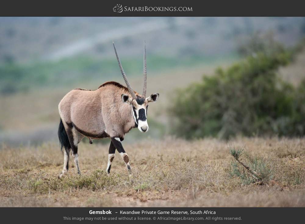 Gemsbok  in Kwandwe Private Game Reserve, South Africa