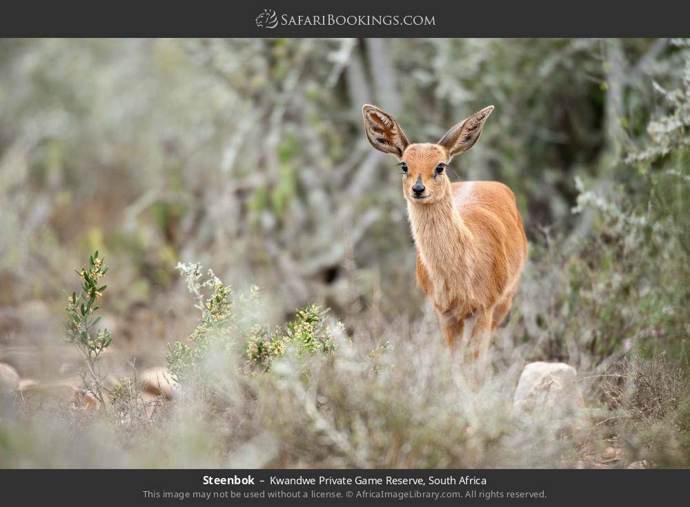 Steenbok in Kwandwe Private Game Reserve, South Africa