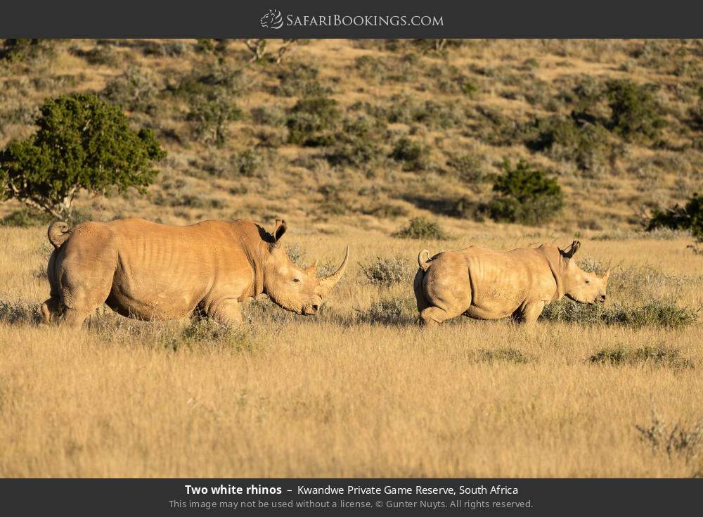 Two white rhinos in Kwandwe Private Game Reserve, South Africa