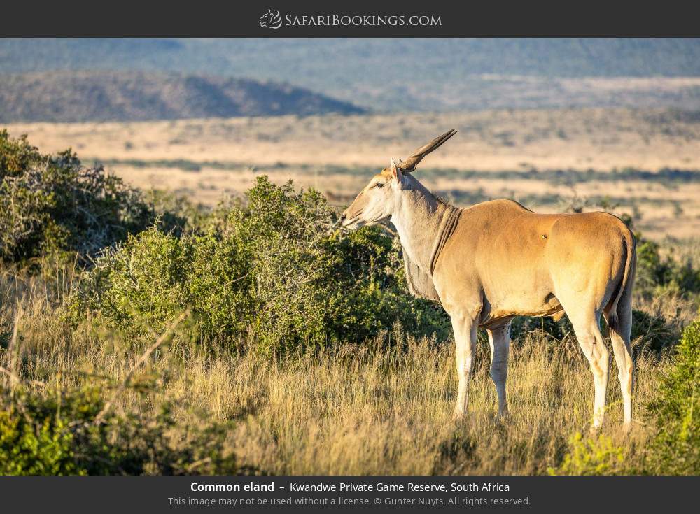 Common eland in Kwandwe Private Game Reserve, South Africa