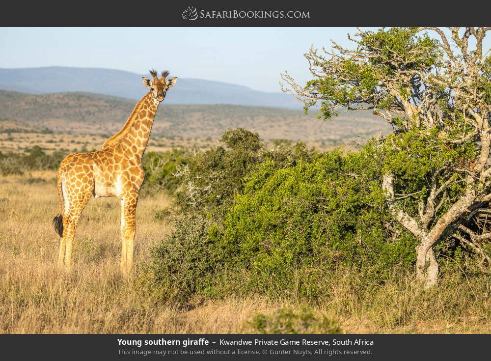 Young southern giraffe in Kwandwe Private Game Reserve, South Africa