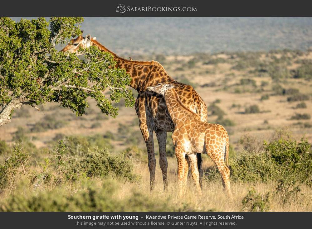 Southern giraffe with young in Kwandwe Private Game Reserve, South Africa
