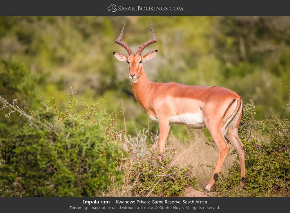 Impala ram in Kwandwe Private Game Reserve, South Africa