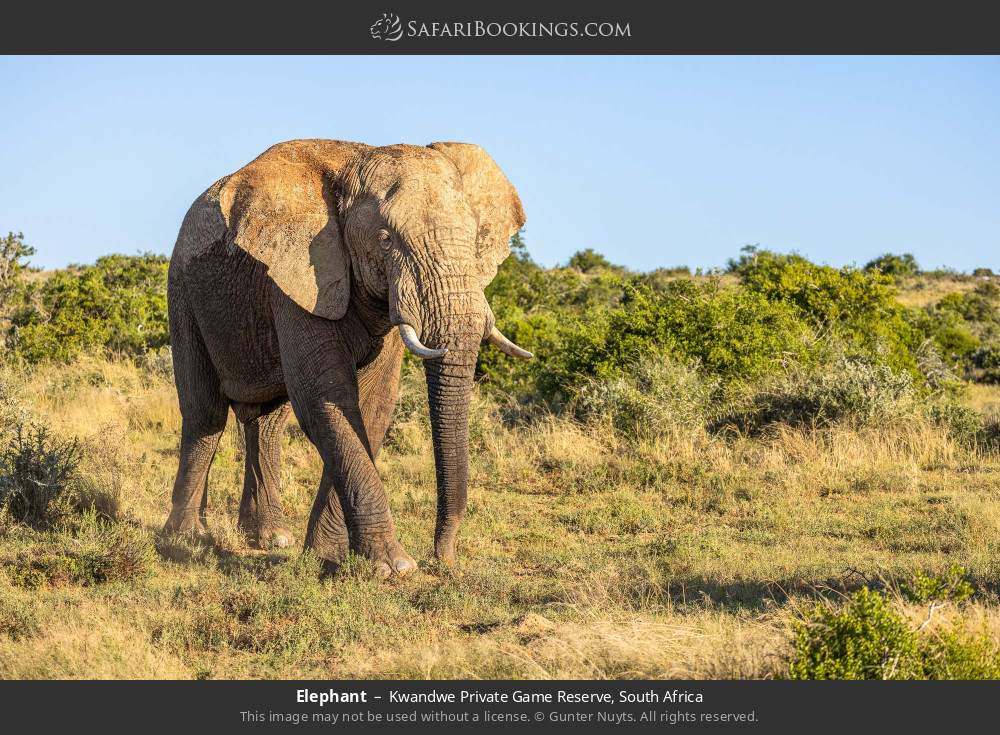 Elephant in Kwandwe Private Game Reserve, South Africa