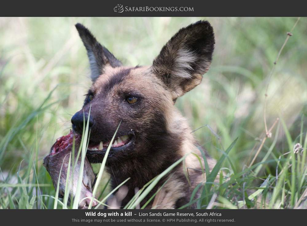 Wild dog with a kill in Lion Sands Game Reserve, South Africa