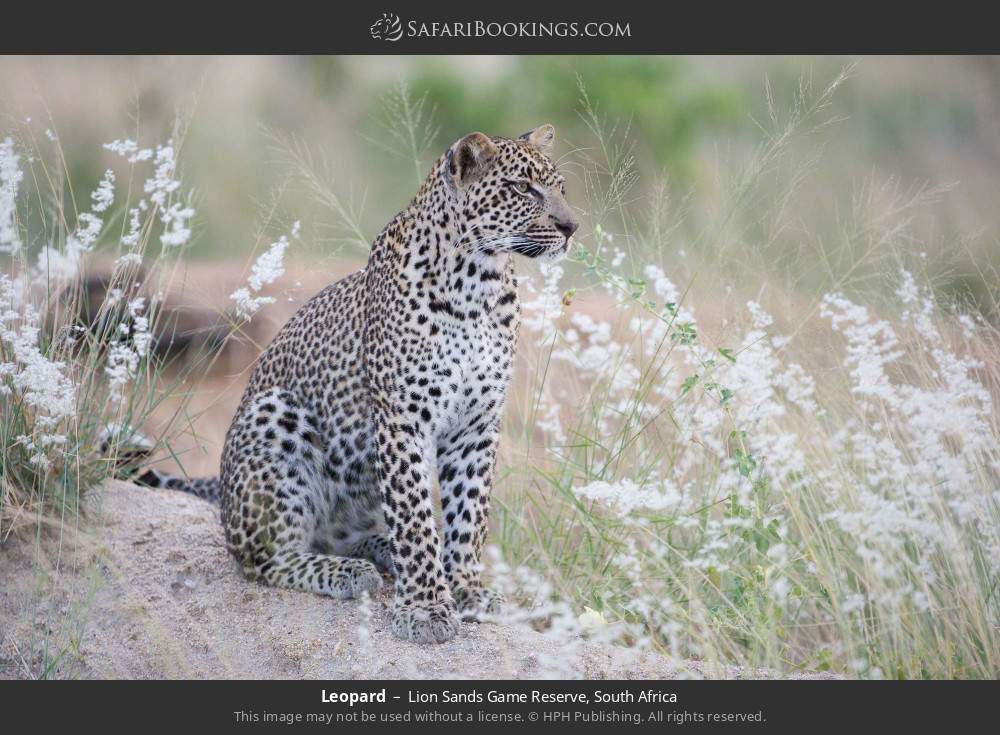 Leopard in Lion Sands Game Reserve, South Africa