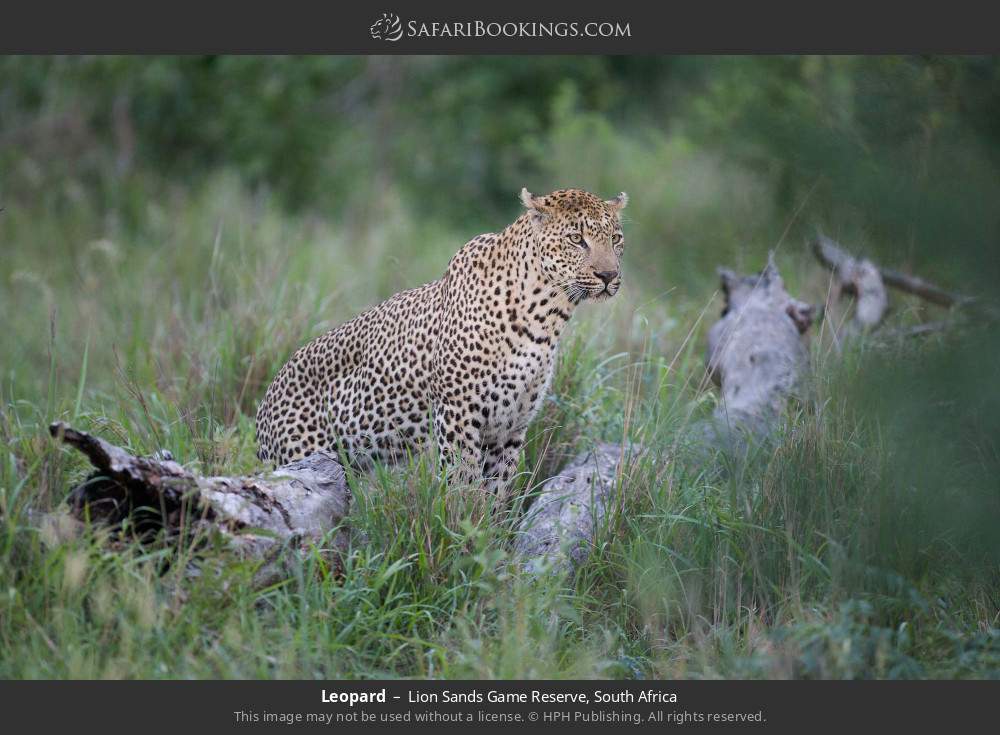 Leopard in Lion Sands Game Reserve, South Africa