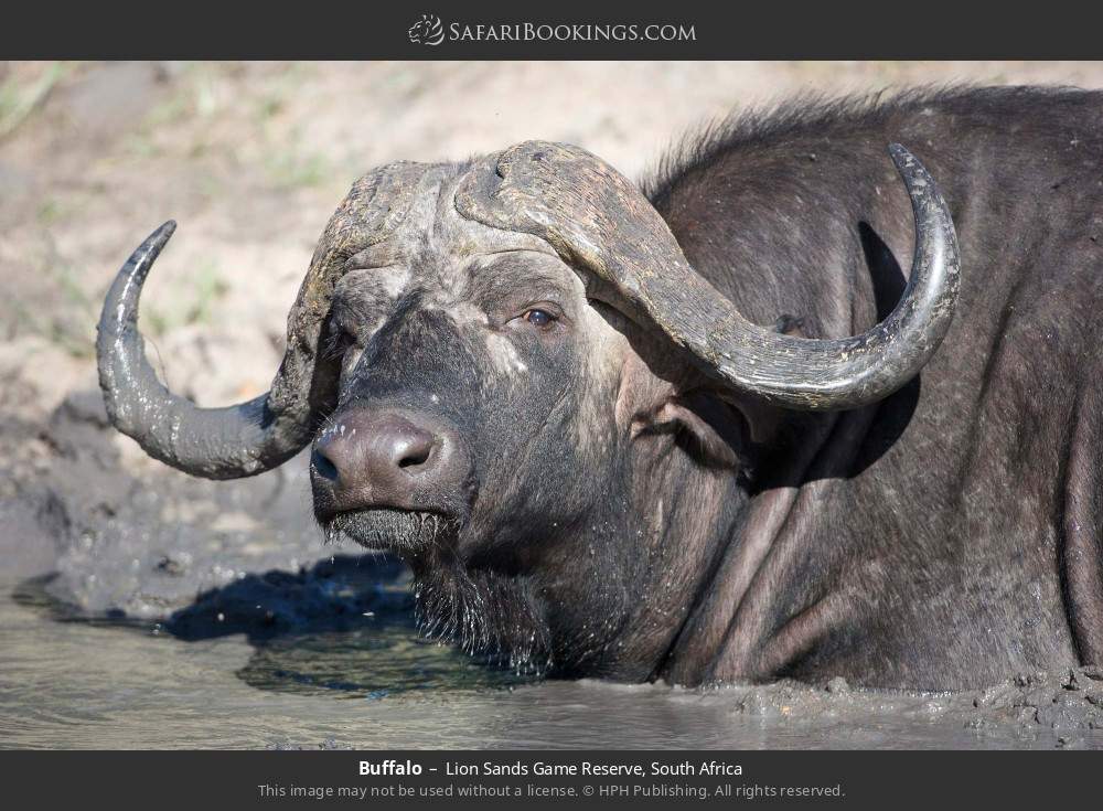 Buffalo in Lion Sands Game Reserve, South Africa