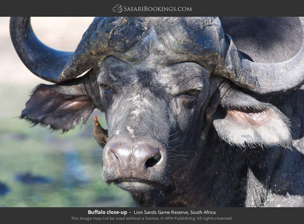 Buffalo close-up in Lion Sands Game Reserve, South Africa