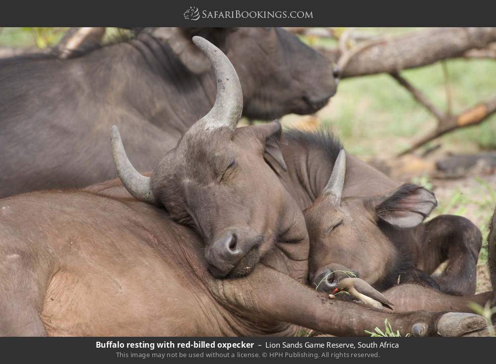 Buffalo resting with red-billed oxpecker in Lion Sands Game Reserve, South Africa