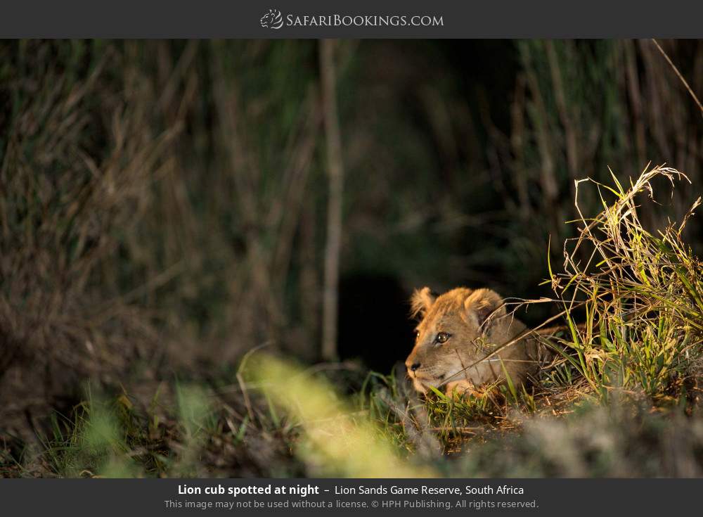 Lion cub spotted at night in Lion Sands Game Reserve, South Africa