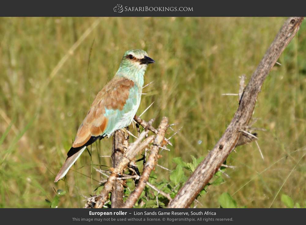 European roller in Lion Sands Game Reserve, South Africa