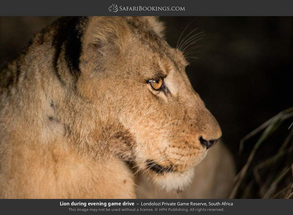 Lion spotted on a night drive in Londolozi Private Game Reserve, South Africa