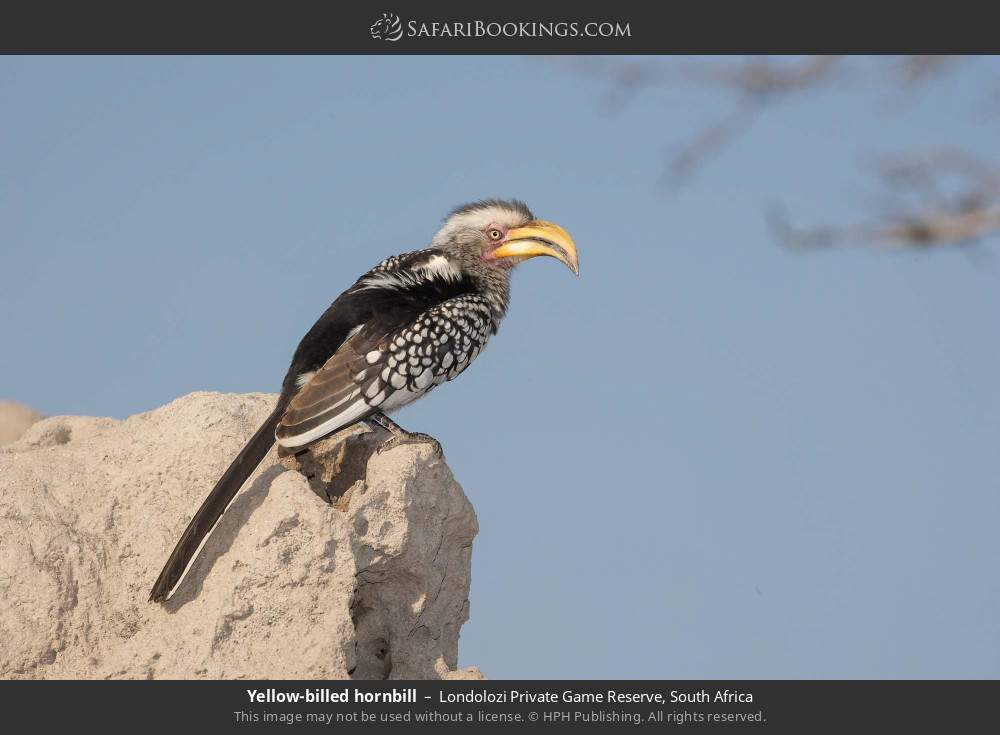 Southern yellow-billed hornbill in Londolozi Private Game Reserve, South Africa