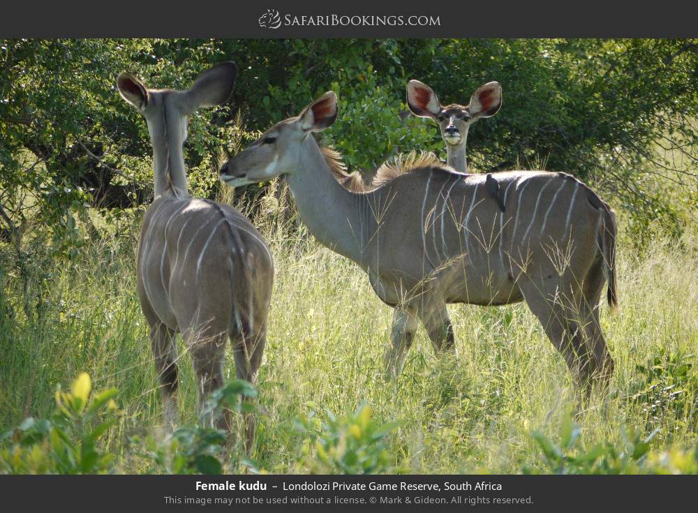 Female kudus in Londolozi Private Game Reserve, South Africa