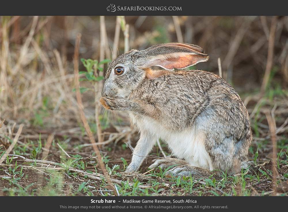 Scrub hare in Madikwe Game Reserve, South Africa