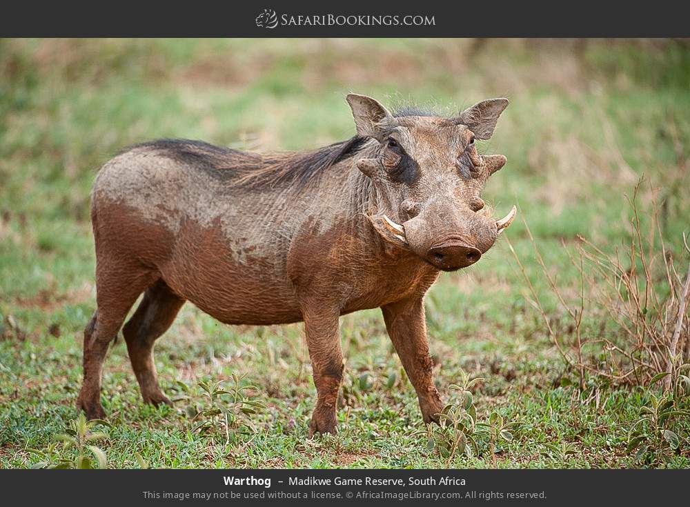 Warthog in Madikwe Game Reserve, South Africa