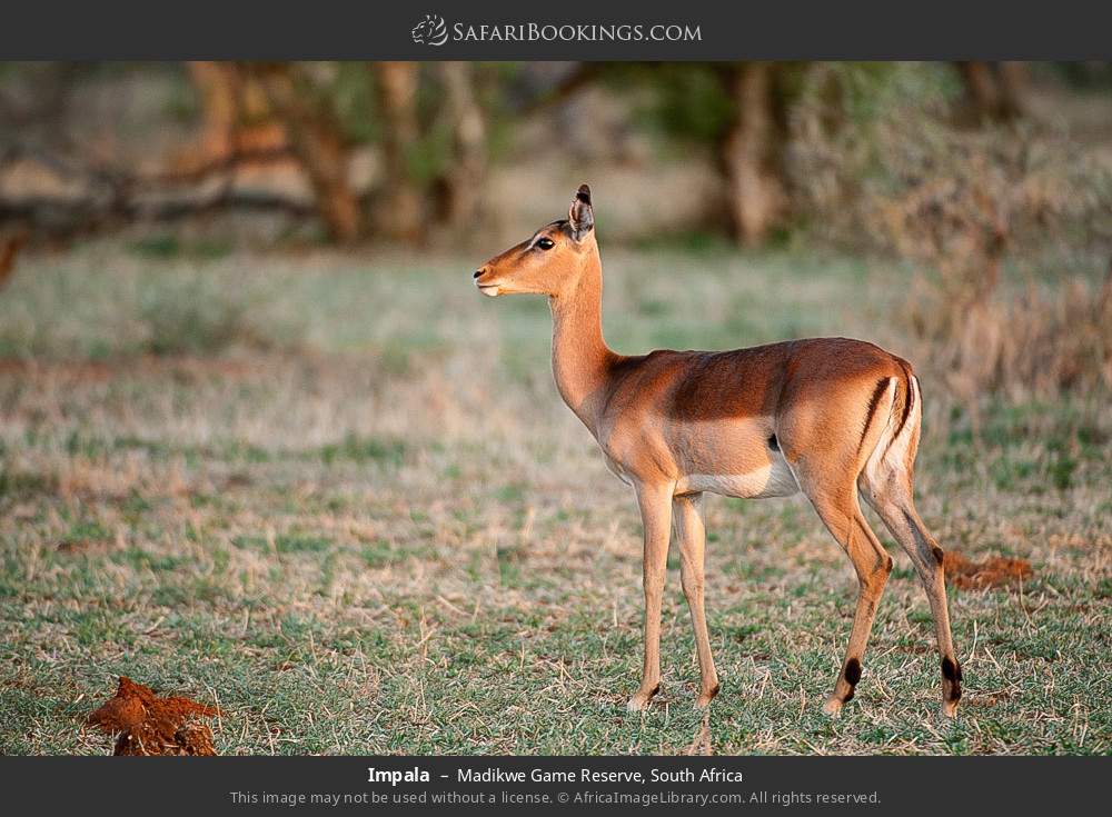 Impala in Madikwe Game Reserve, South Africa