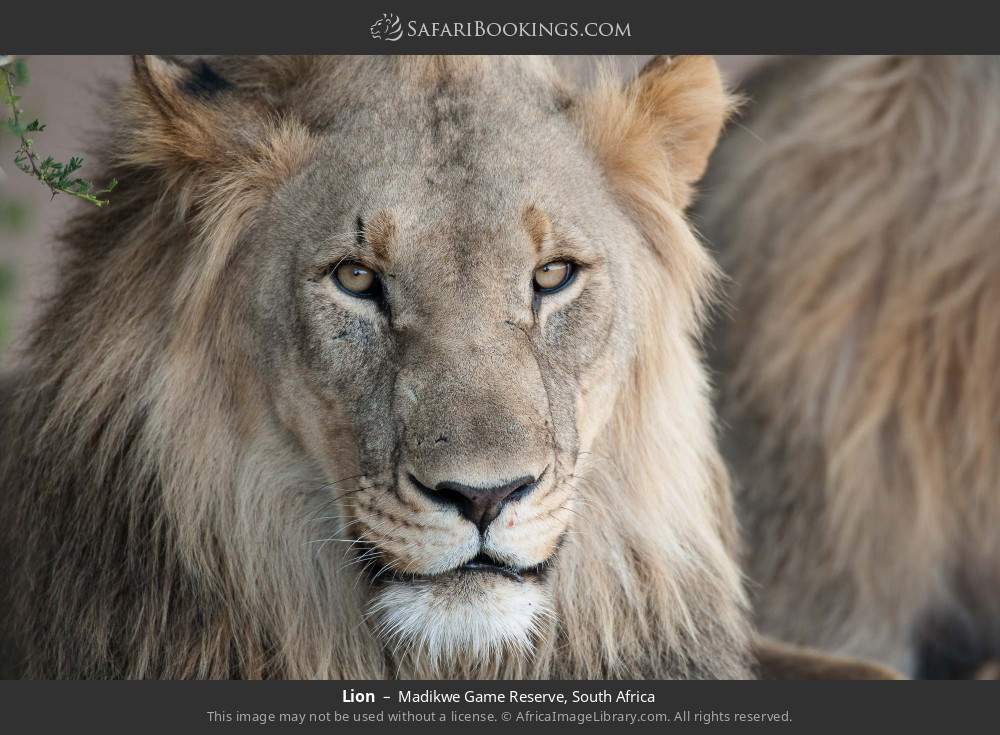 Lion in Madikwe Game Reserve, South Africa