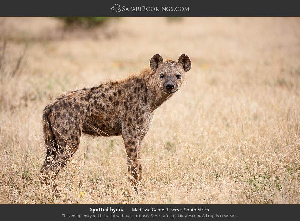 Spotted hyena in Madikwe Game Reserve, South Africa