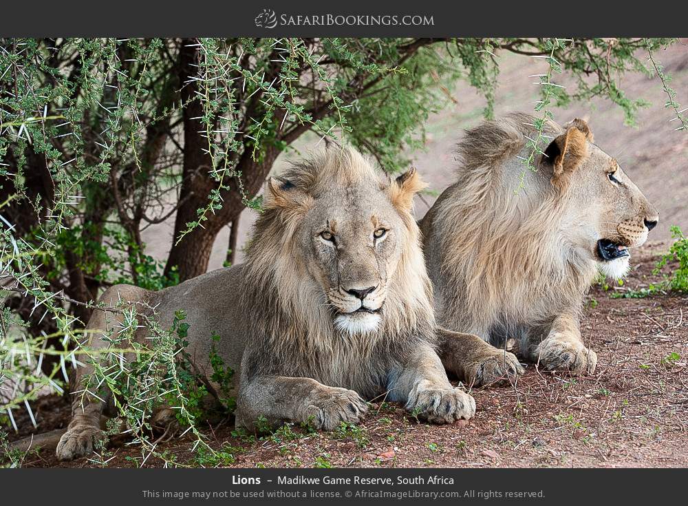 Lions in Madikwe Game Reserve, South Africa