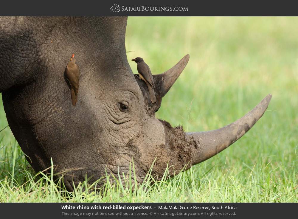 White rhino with red-billed oxpeckers in MalaMala Game Reserve, South Africa