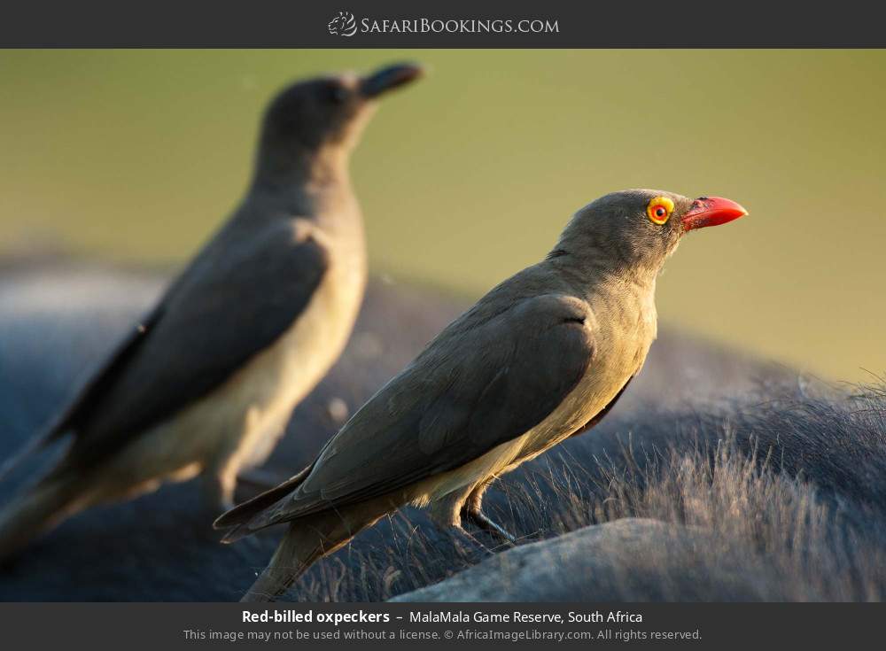Red-billed oxpeckers in MalaMala Game Reserve, South Africa