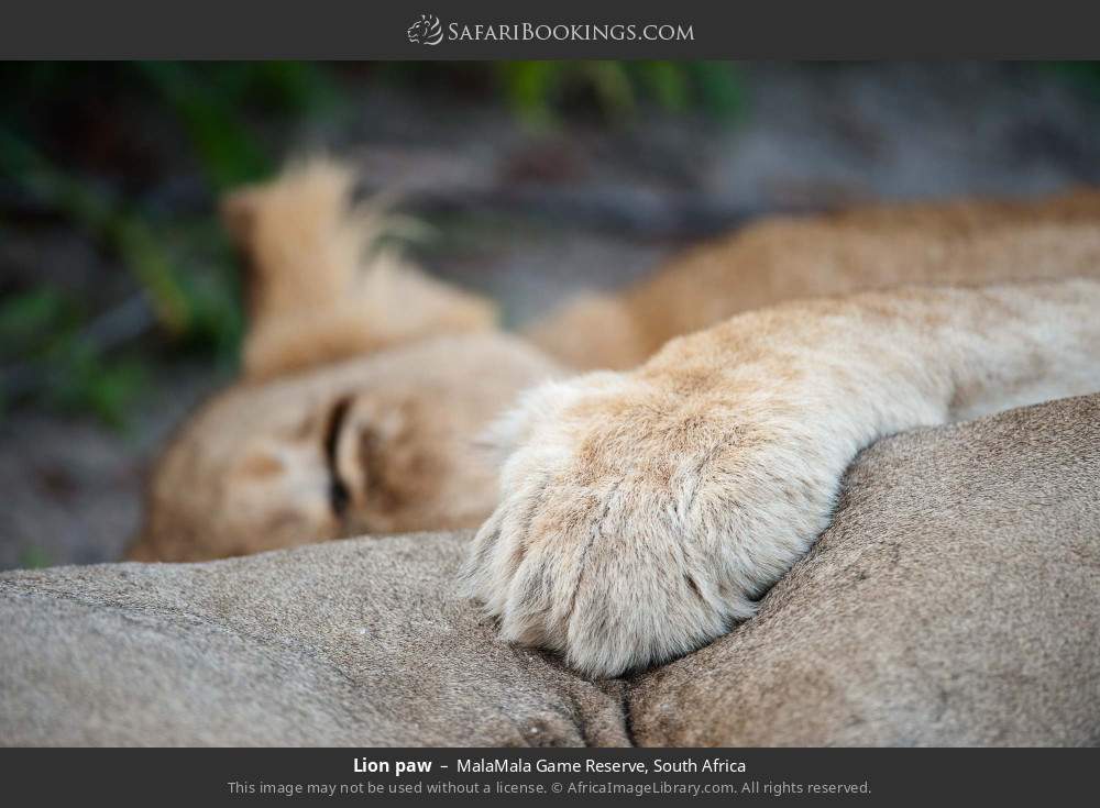 Lion paw in MalaMala Game Reserve, South Africa