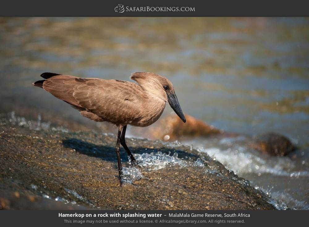 Hamerkop on a rock with splashing water in MalaMala Game Reserve, South Africa