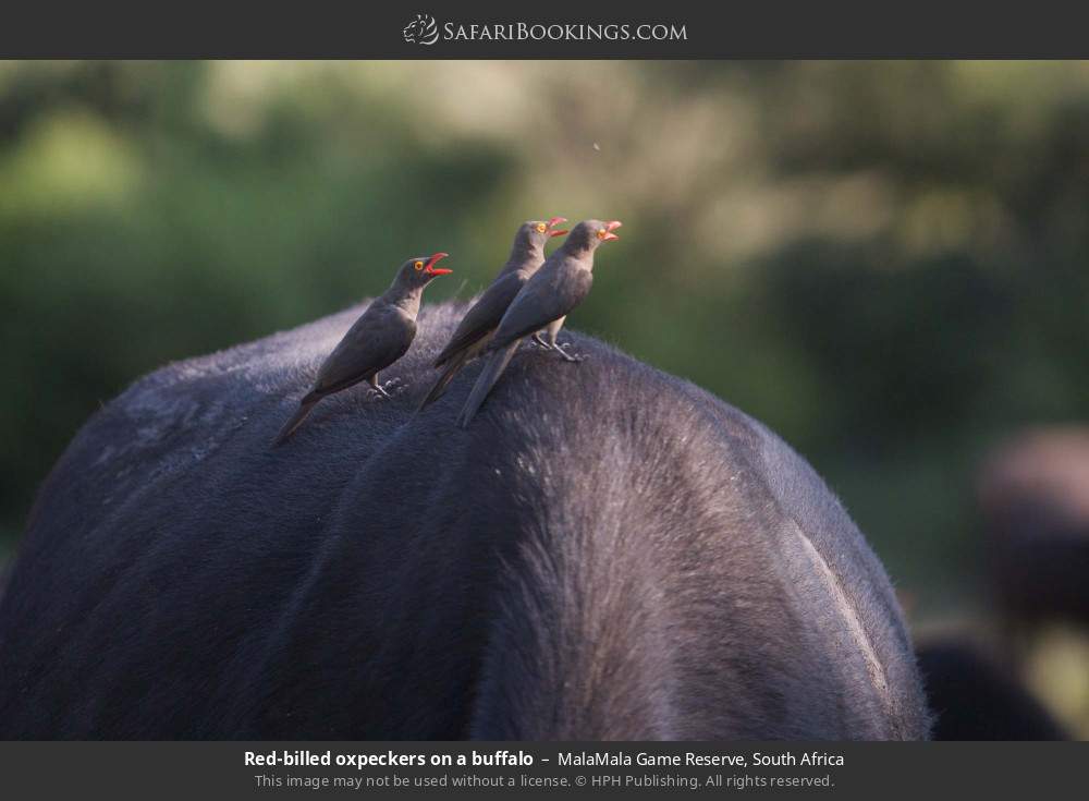 Red-billed oxpeckers on a buffalo in MalaMala Game Reserve, South Africa